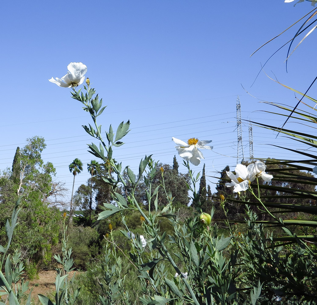 Image of Romneya coulteri specimen.