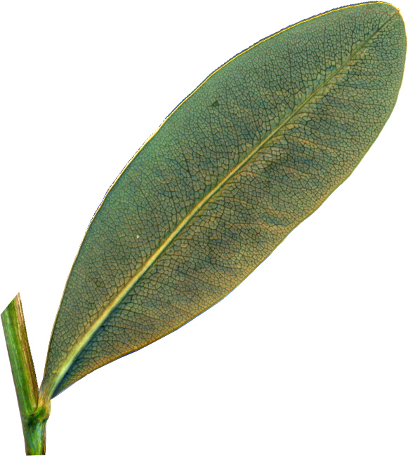 Image of Bupleurum fruticosum specimen.