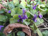 Viola odorata