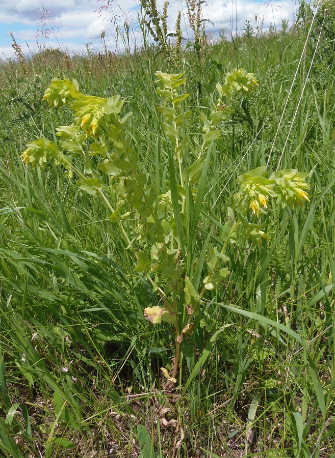 Изображение особи Cerinthe minor.