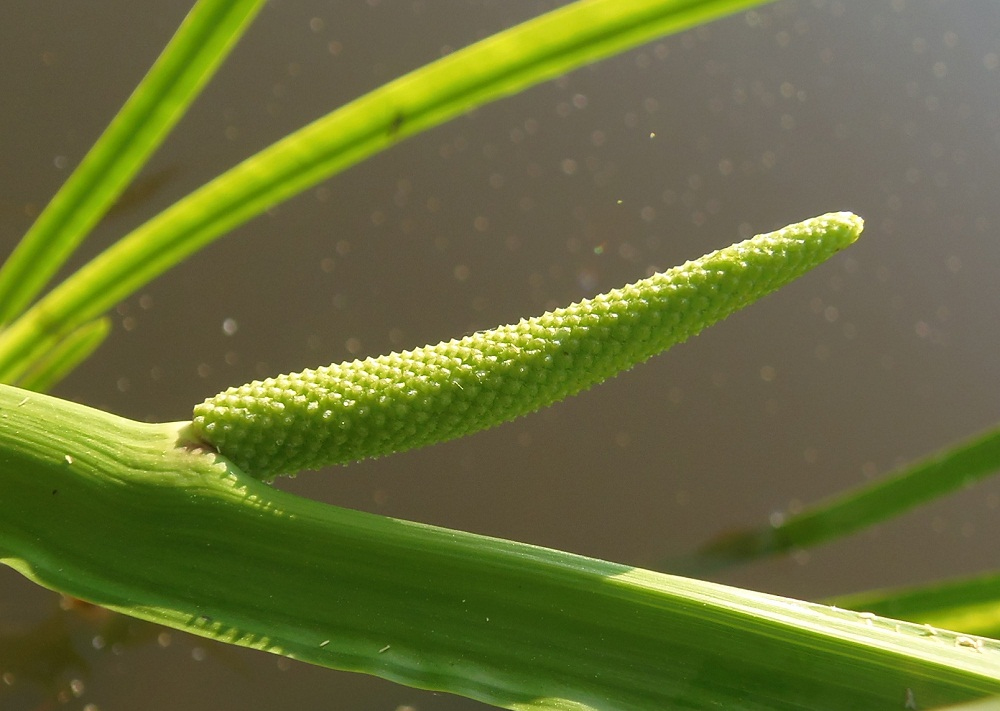 Изображение особи Acorus calamus.