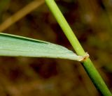 Elytrigia trichophora