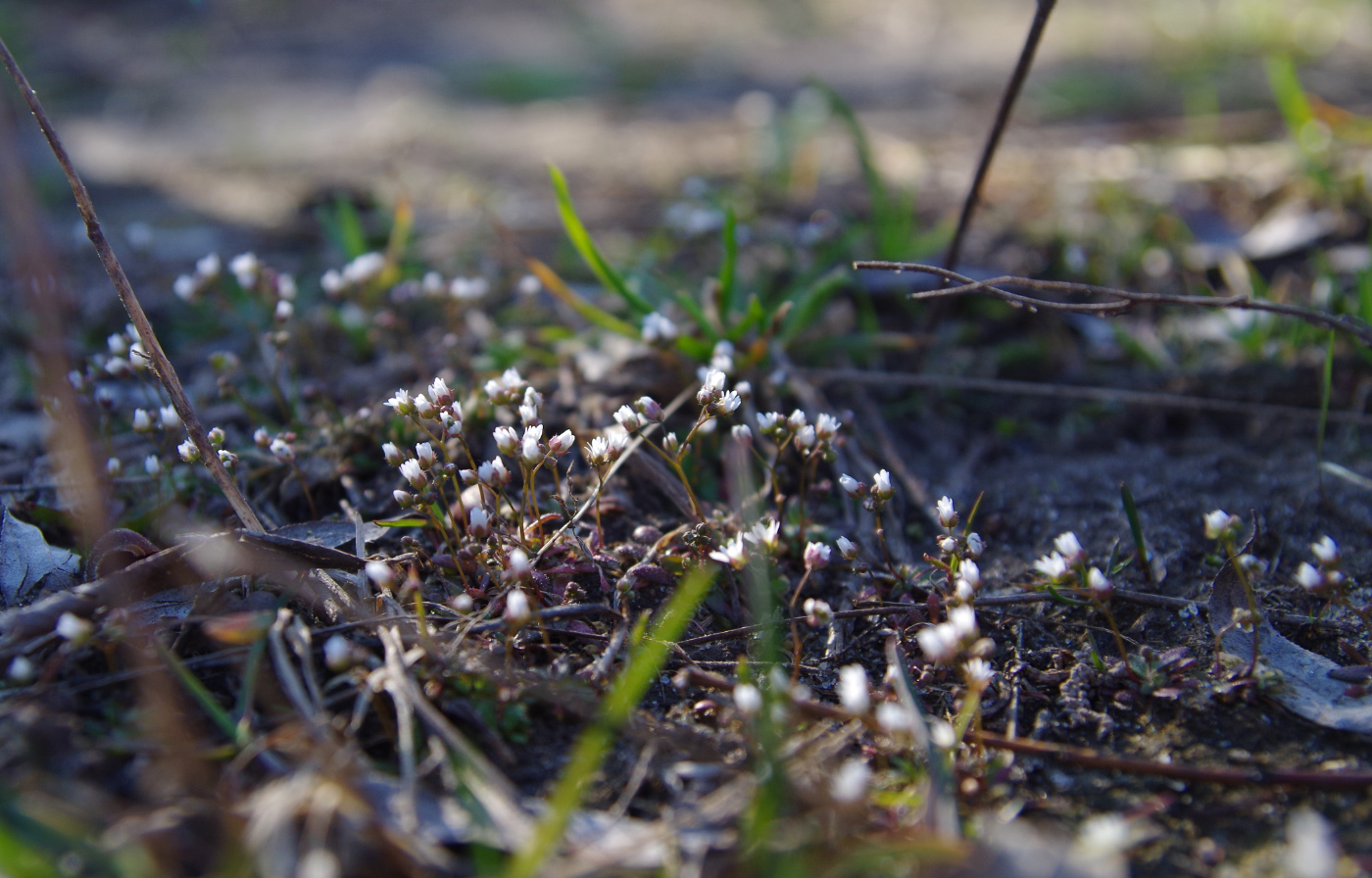 Image of Erophila verna specimen.