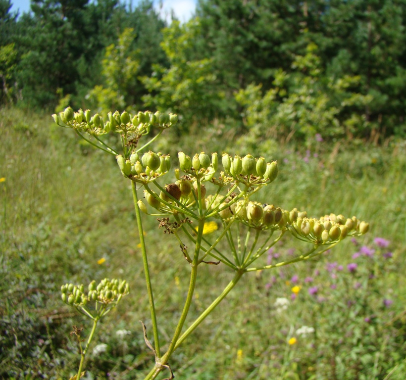 Изображение особи Pastinaca sylvestris.