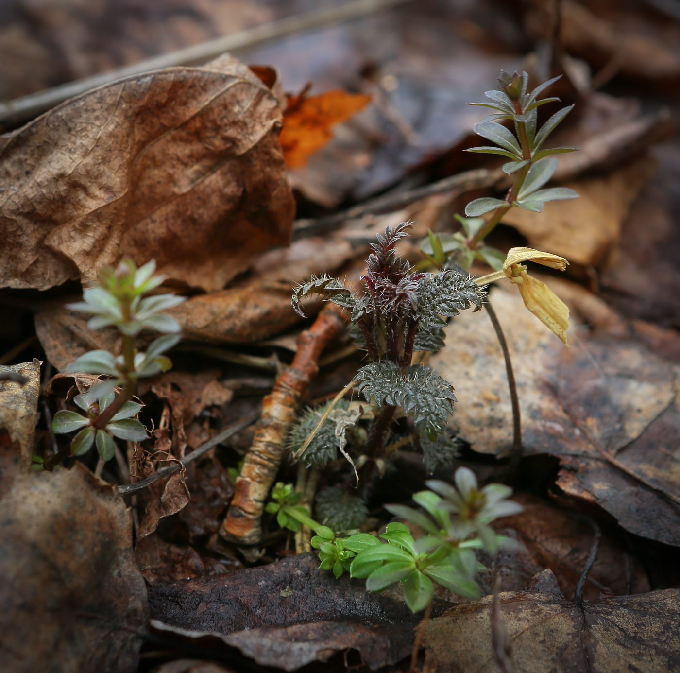 Изображение особи Urtica dioica.