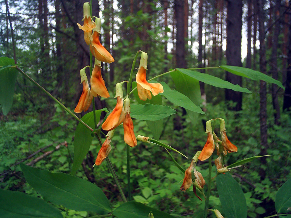 Image of Lathyrus gmelinii specimen.