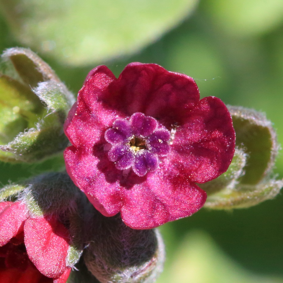 Изображение особи Cynoglossum officinale.