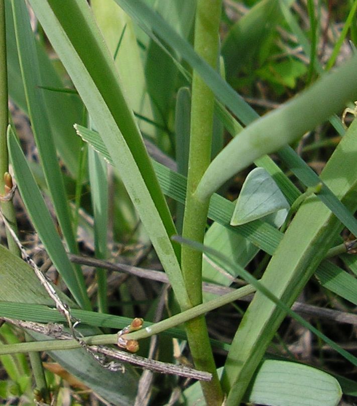 Image of Tulipa biebersteiniana specimen.