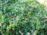 Cynanchum acutum. Цветущее растение. Волгоград, Набережная, склон правого берега Волги. 13.06.2016.
