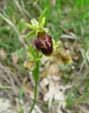 Ophrys mammosa subspecies caucasica