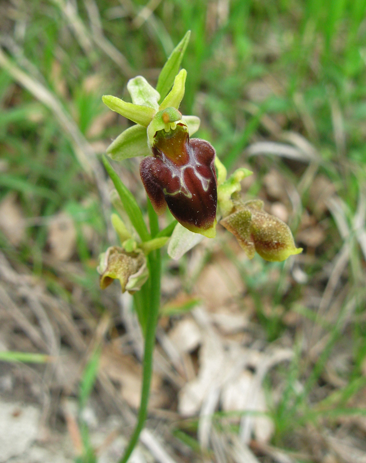 Image of Ophrys mammosa ssp. caucasica specimen.