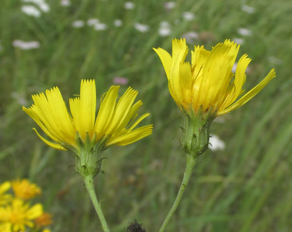 Image of Hieracium filifolium specimen.