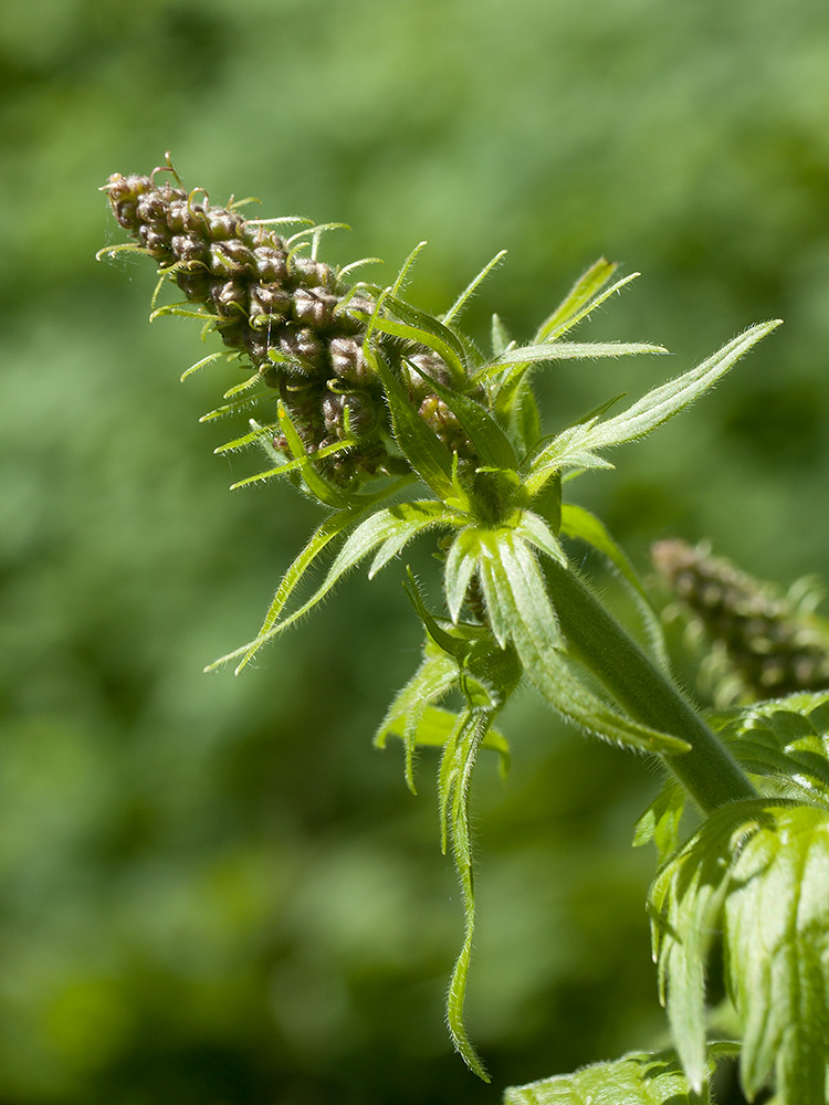 Изображение особи Aconitum septentrionale.