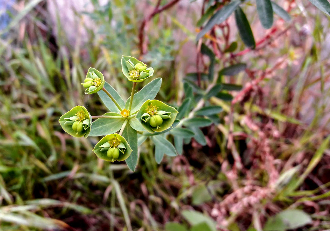 Изображение особи Euphorbia terracina.