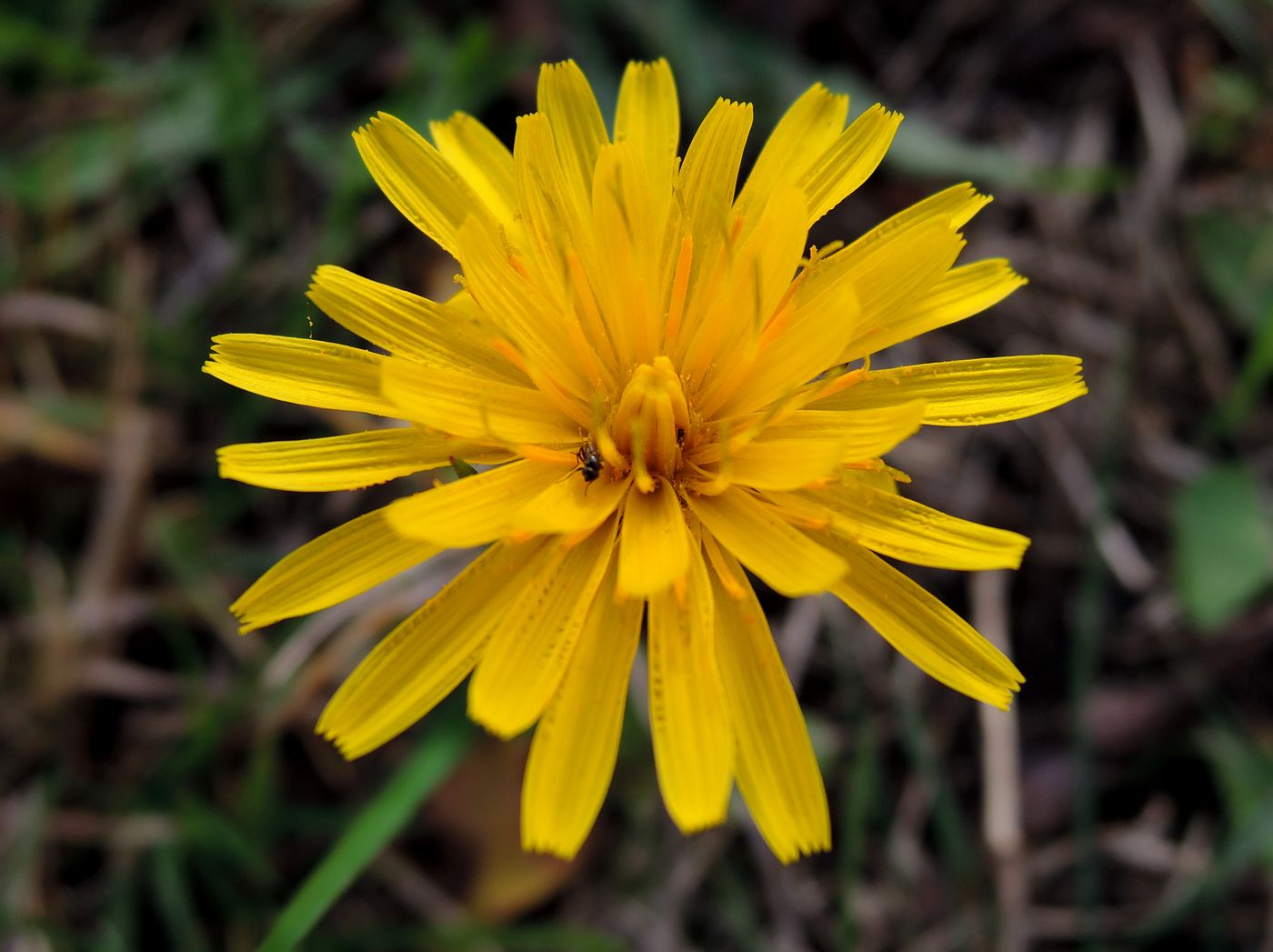 Image of Scorzoneroides autumnalis specimen.