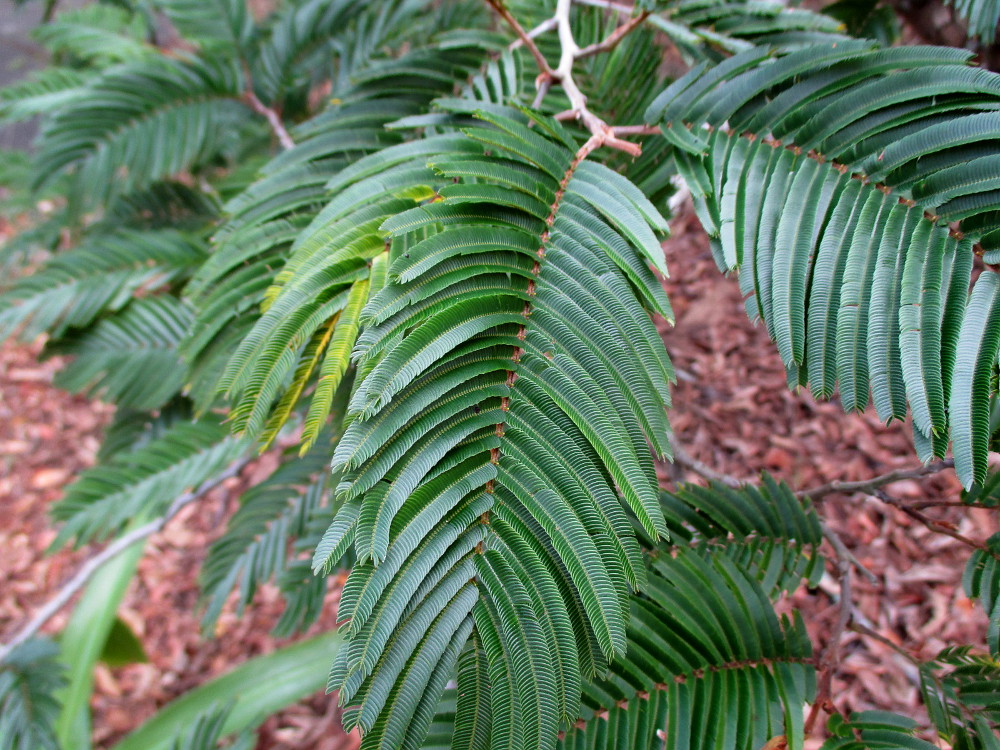 Image of Newtonia buchananii specimen.