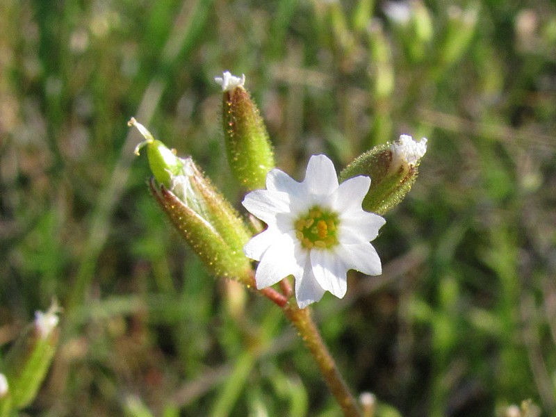 Изображение особи Dichodon viscidum.