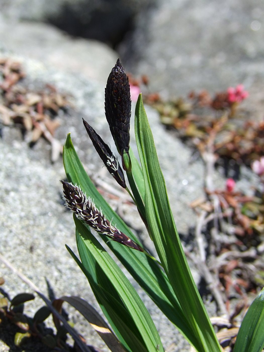 Image of Carex riishirensis specimen.