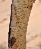 Betula microphylla. Часть ствола. Монголия, аймак Булган, дюны Элсэн Тасархай, ≈ 1400 м н.у.м. 01.06.2017.