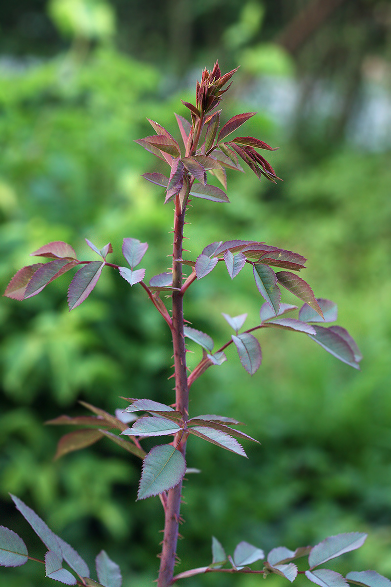 Image of Rosa glauca specimen.