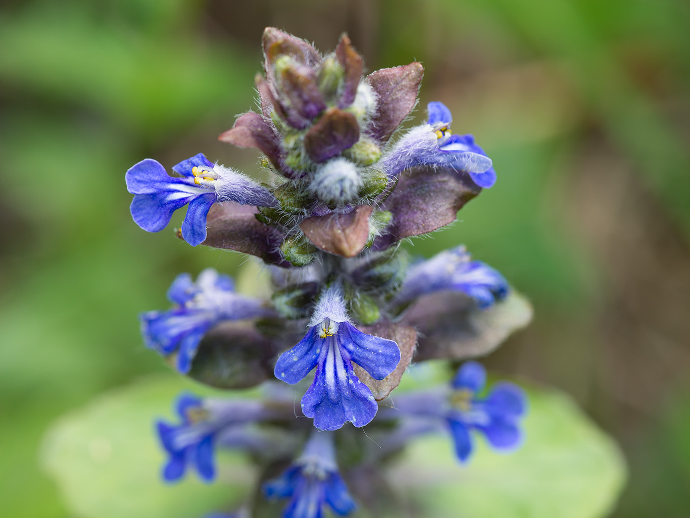 Image of Ajuga reptans specimen.