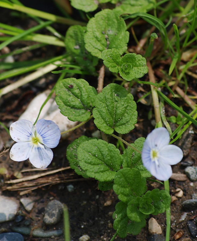 Изображение особи Veronica filiformis.