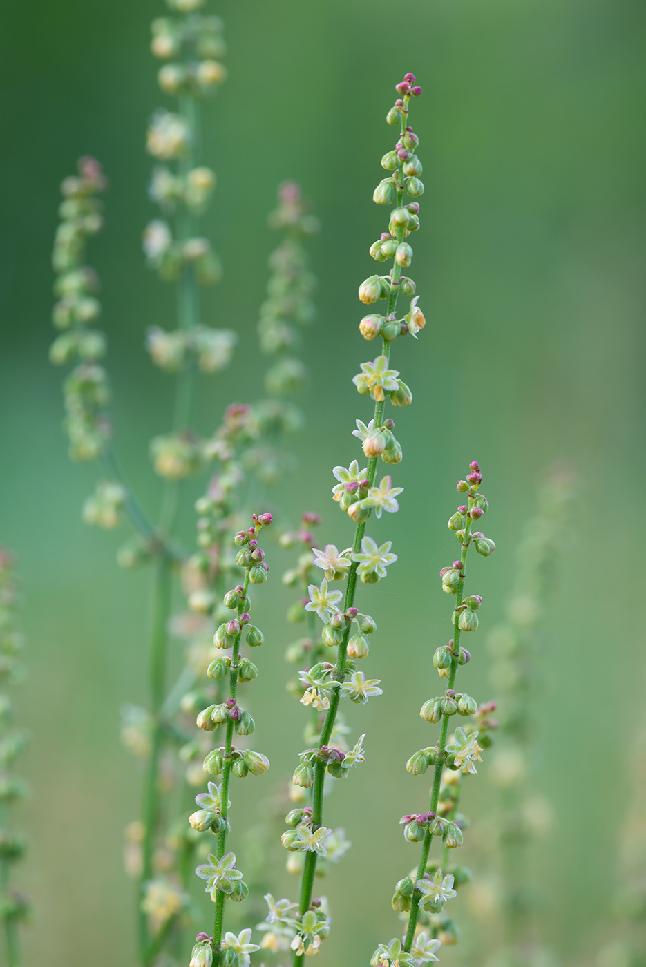 Image of Rumex acetosella specimen.