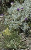 Jurinea roegneri. Цветущее растение. Горный Крым, гора Южная Демерджи. 21.06.2009.