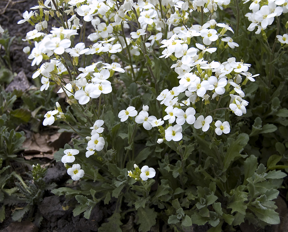 Image of Arabis caucasica specimen.