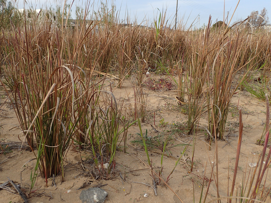 Image of Imperata cylindrica specimen.