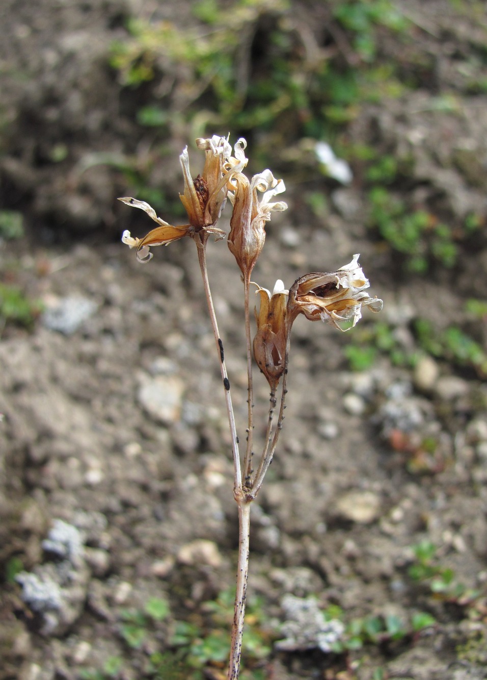 Image of Primula meyeri specimen.