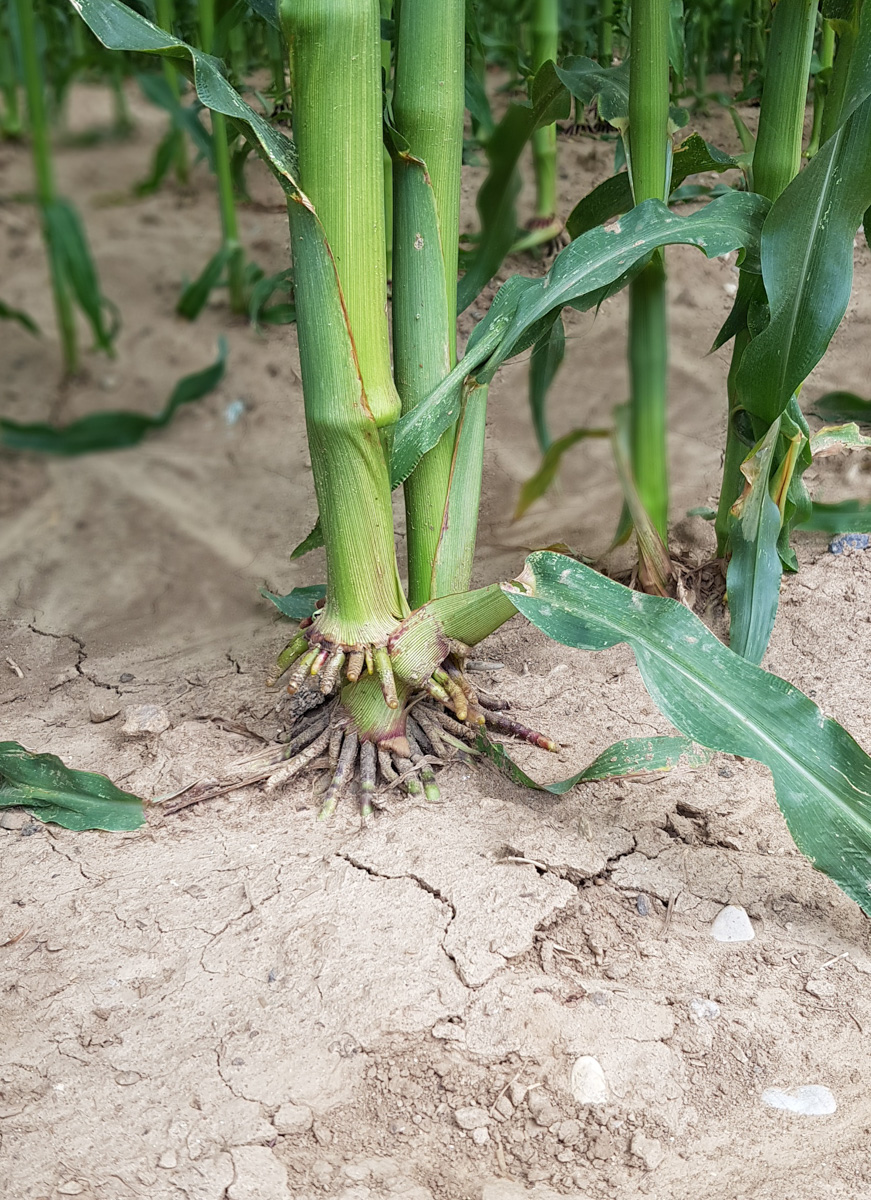 Image of Zea mays specimen.