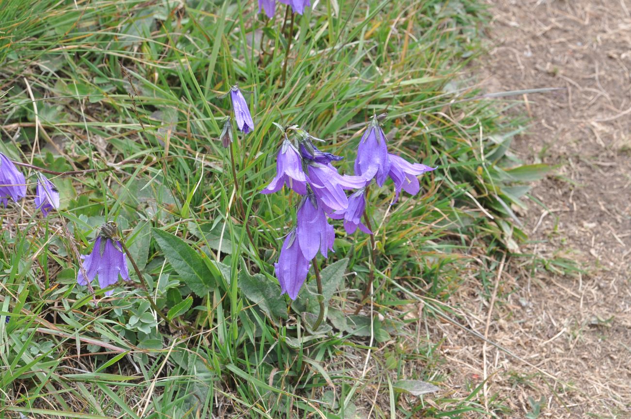 Изображение особи Campanula collina.