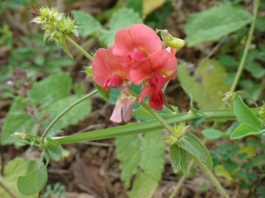 Image of Lathyrus miniatus specimen.