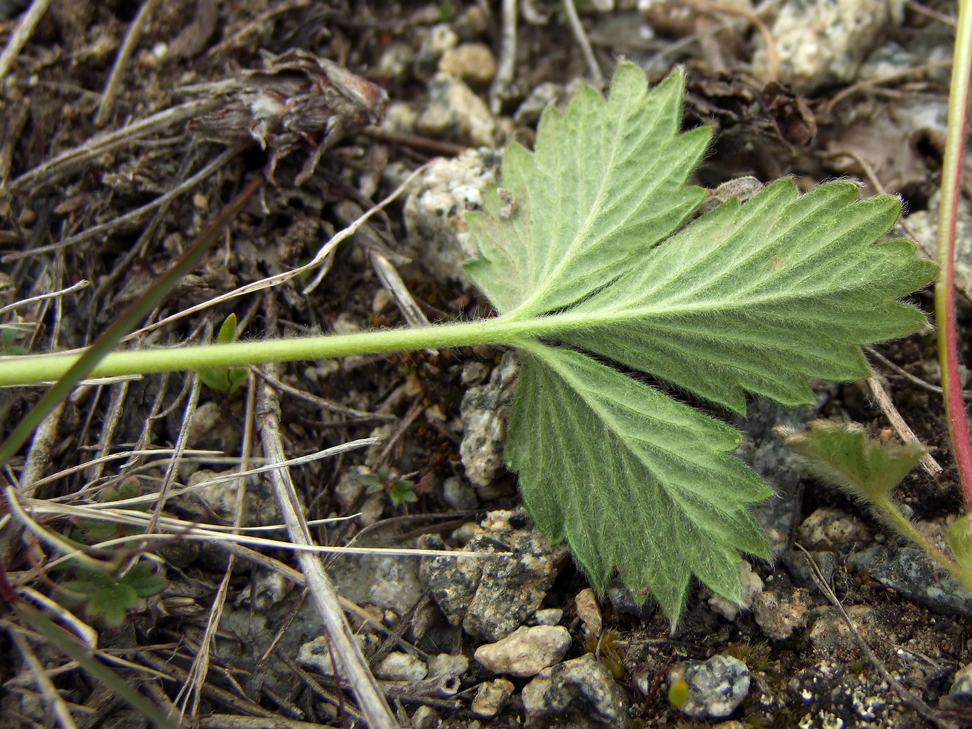 Image of Potentilla fragiformis specimen.