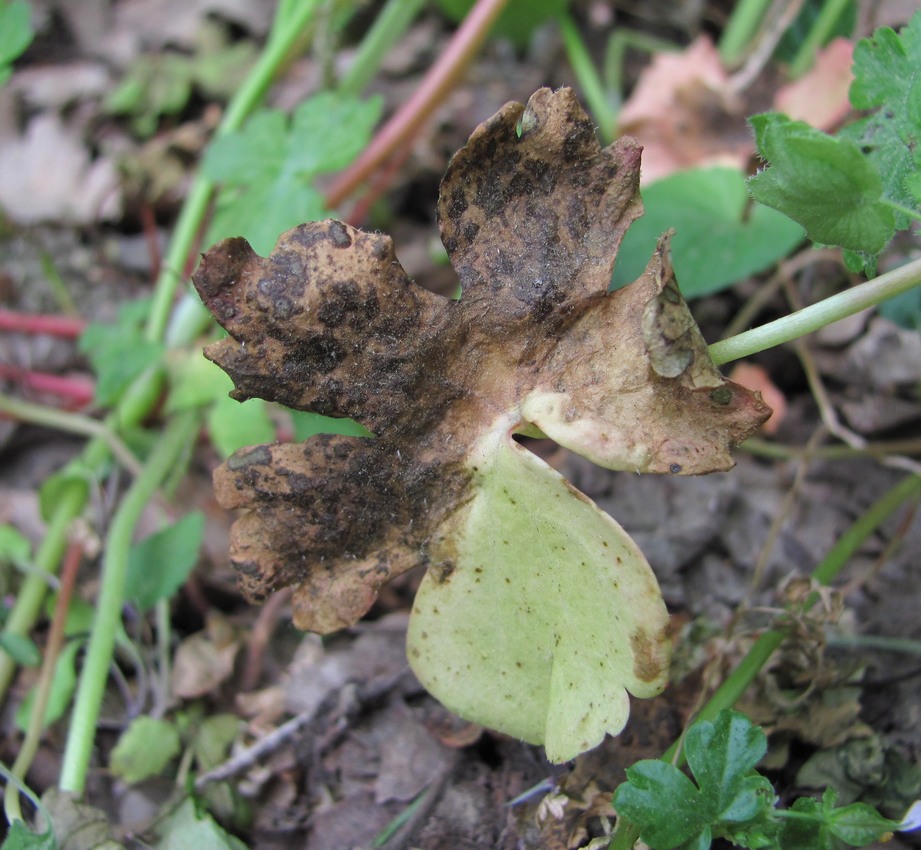 Image of Geranium lucidum specimen.