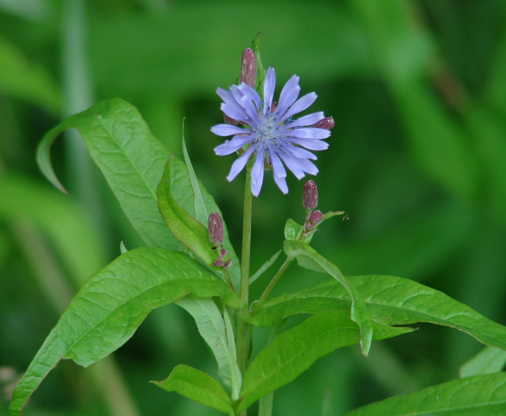 Image of Lactuca sibirica specimen.