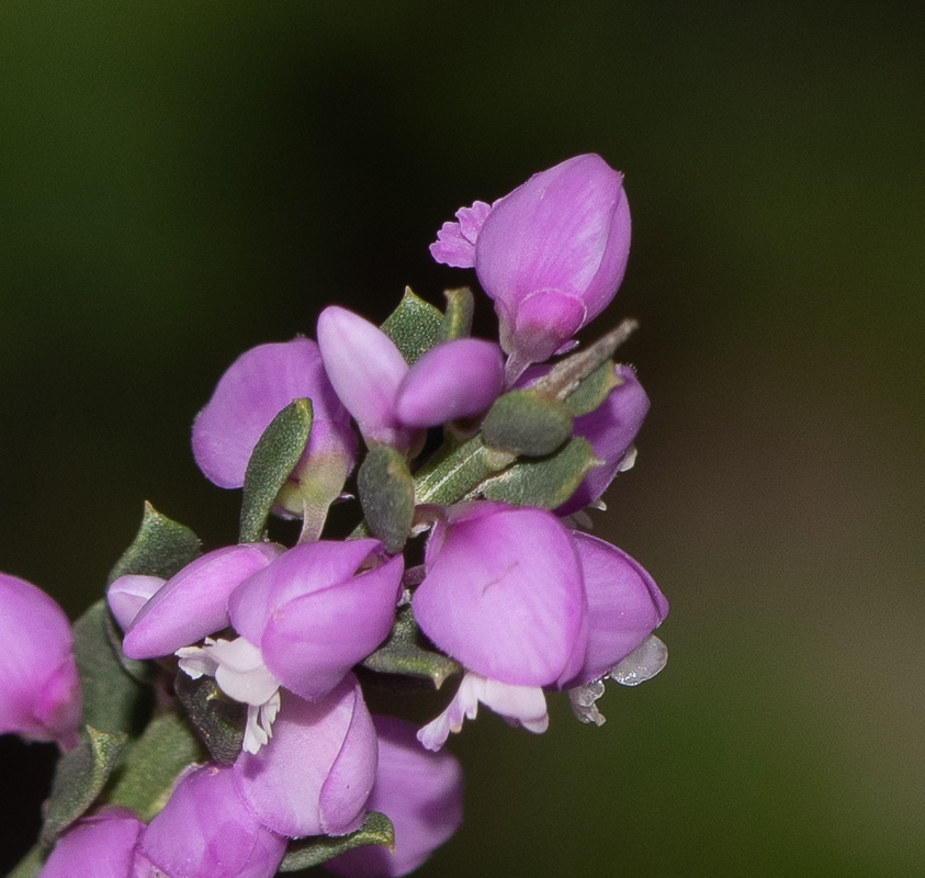 Image of Muraltia spinosa specimen.