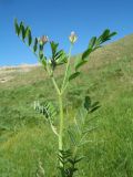 Astragalus sesamoides