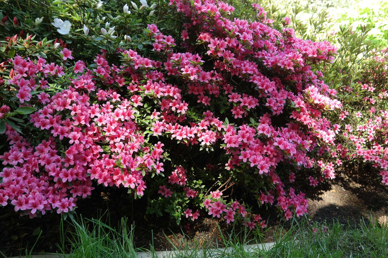 Изображение особи род Rhododendron.