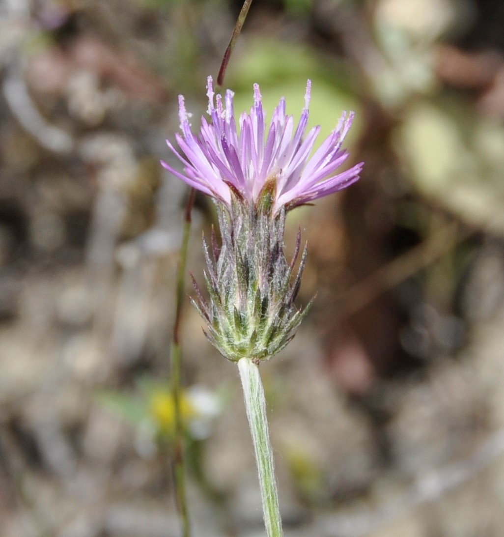 Image of Carduus acicularis specimen.