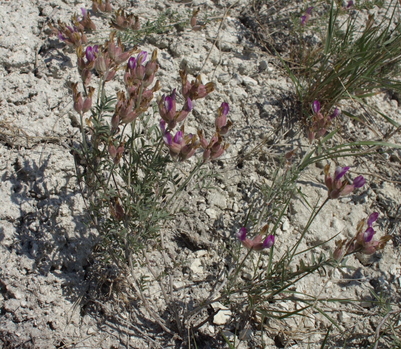 Image of Astragalus saphronovae specimen.