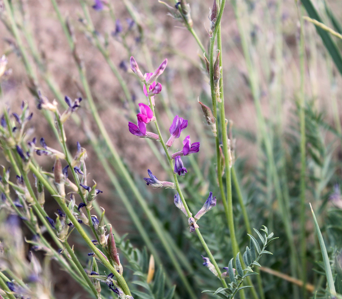 Image of Oxytropis gebleriana specimen.