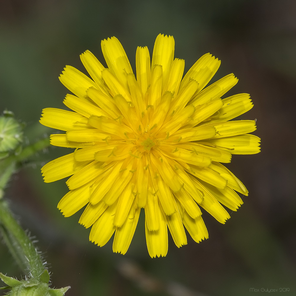 Image of Picris hieracioides specimen.