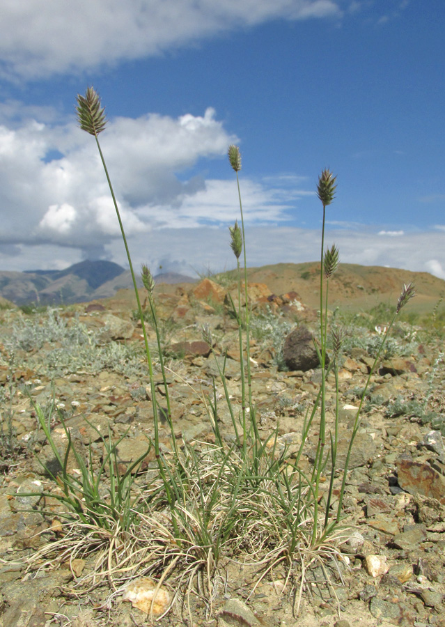 Image of Agropyron kazachstanicum specimen.