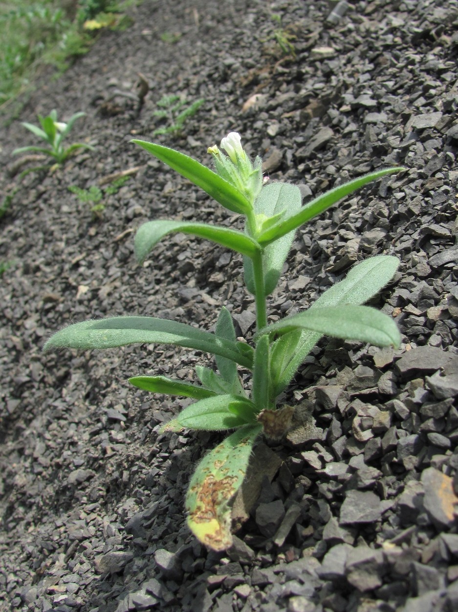 Изображение особи Nonea lutea.