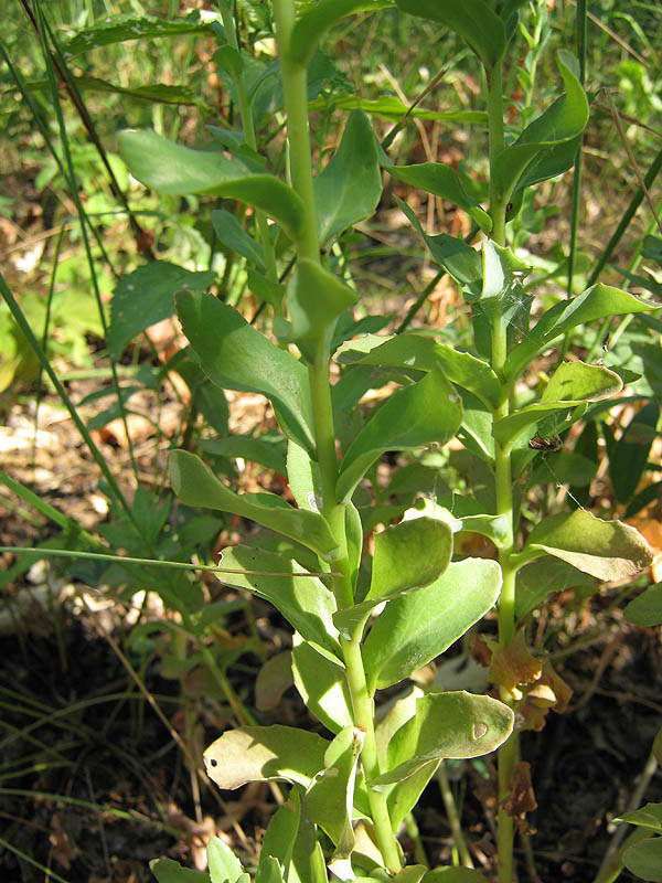 Image of Hylotelephium triphyllum specimen.