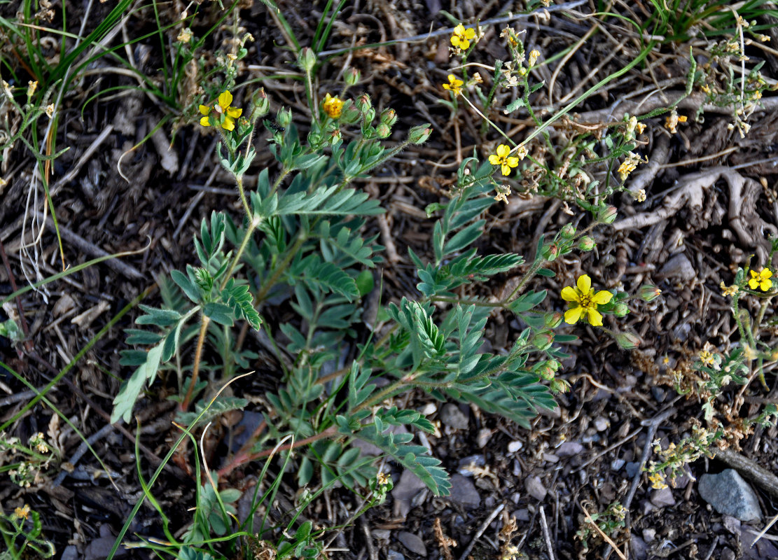 Image of Potentilla bifurca specimen.