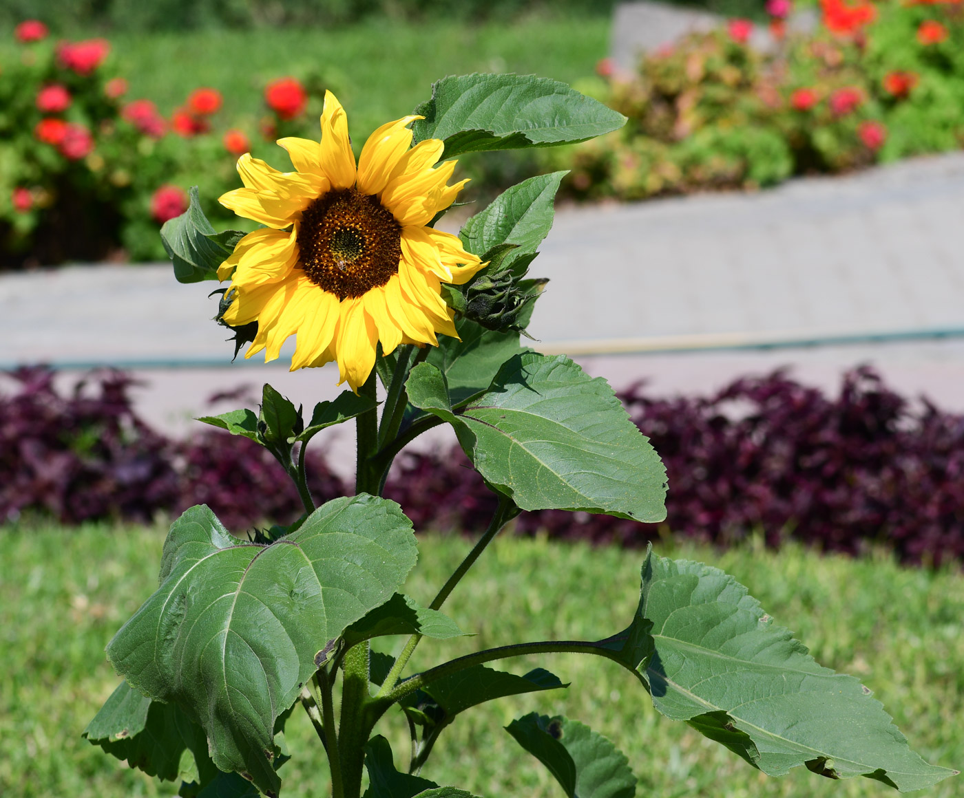 Image of Helianthus annuus specimen.