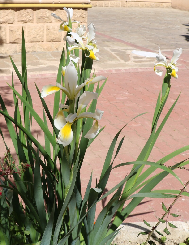 Image of Iris orientalis specimen.